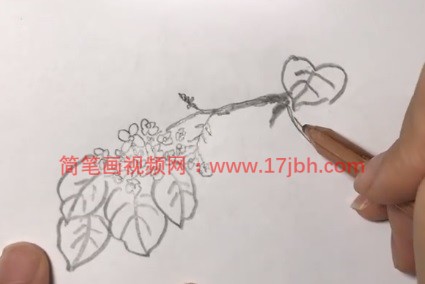 紫丁香花简笔画步骤