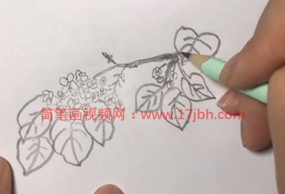 紫丁香花简笔画步骤