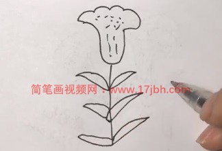 鸡冠花的简笔画