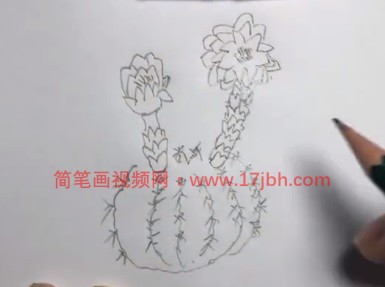 仙人球简笔画