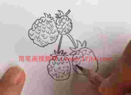 树莓简笔画图片