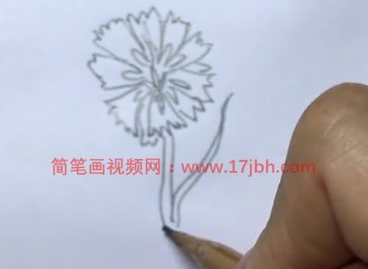 矢车菊简笔画