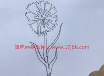 矢车菊简笔画