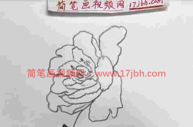 简笔画牡丹花简单