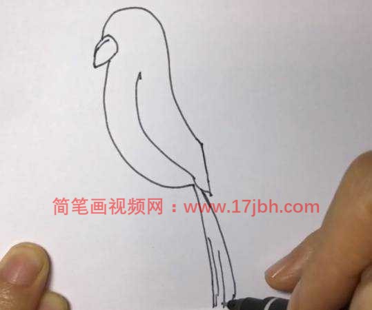 鹦鹉图片简笔画涂色