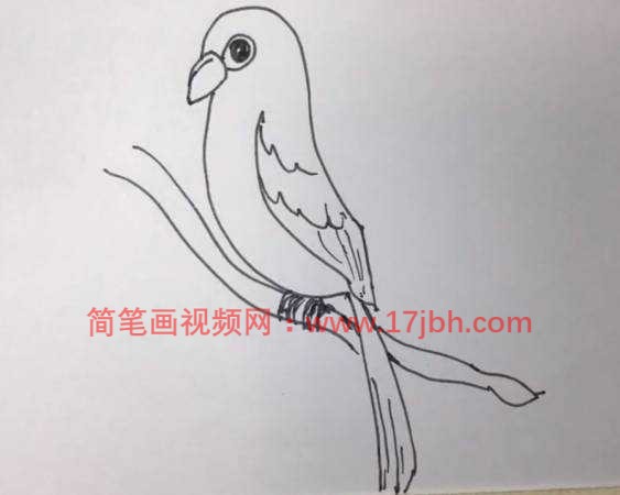 鹦鹉图片简笔画涂色