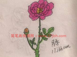 月季花简笔画图片