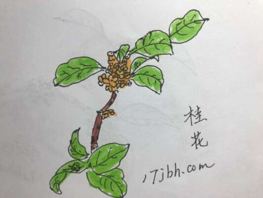 儿童画桂花树图片