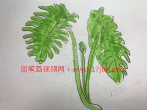 龟背竹简笔画