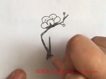 梅花树的简笔画