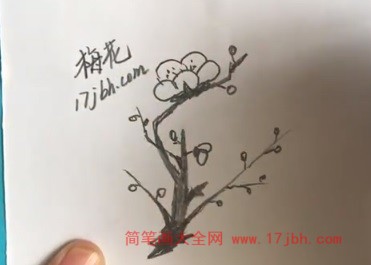 梅花树的简笔画