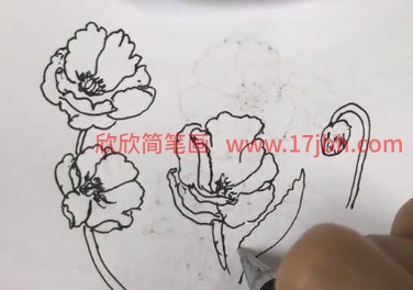 虞美人简笔画