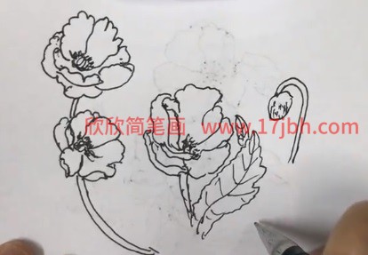 虞美人简笔画