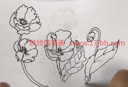 虞美人简笔画