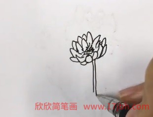 开满荷花的小池塘简笔画