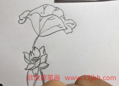 池塘荷花简笔画彩色