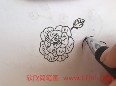 芙蓉花简笔画