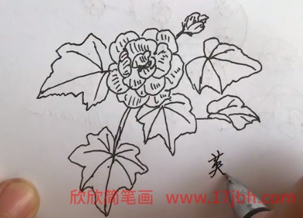 芙蓉花简笔画