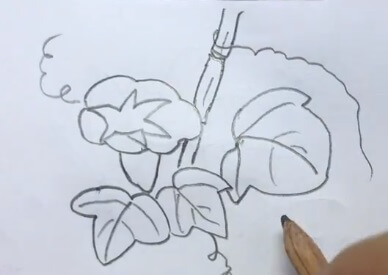 牵牛花花藤简笔画