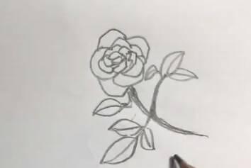 月季花图片简笔画