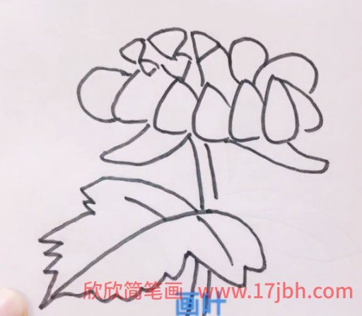 菊花怎么画简笔画