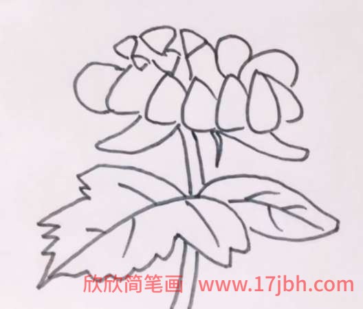 菊花怎么画简笔画