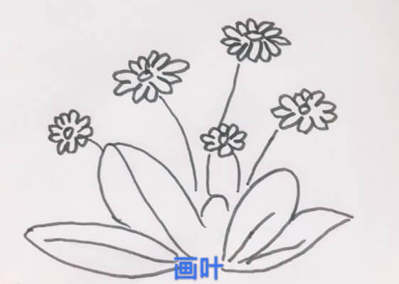 菊花幼儿简笔画