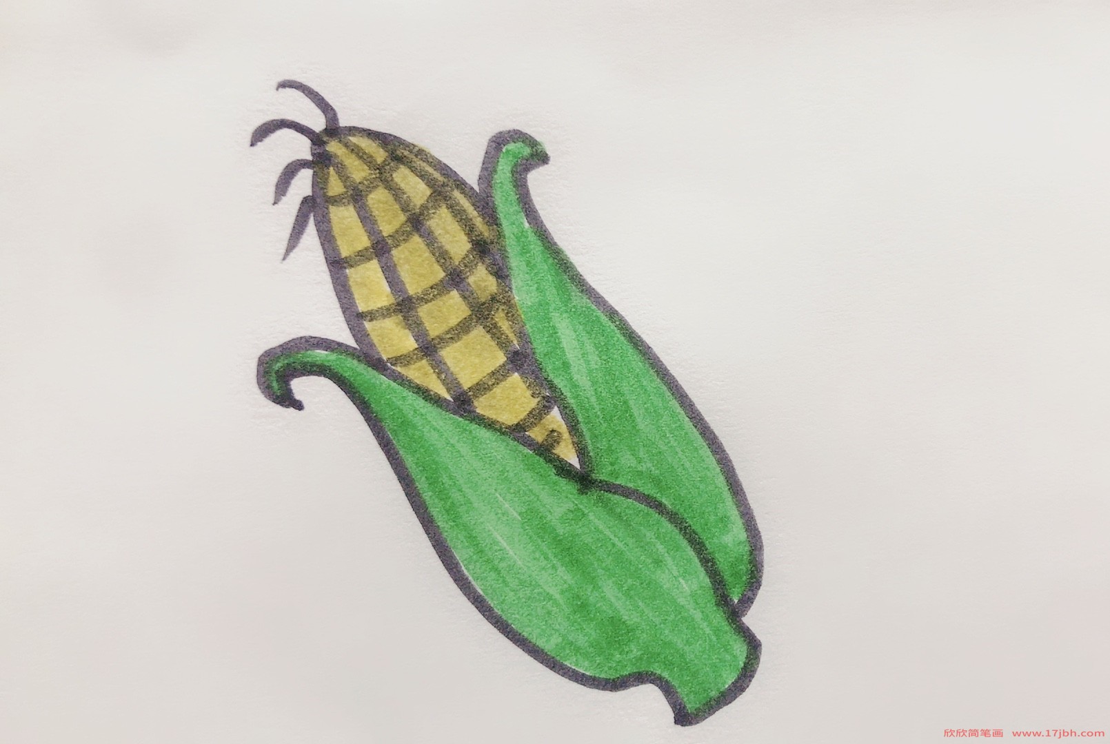 玉米种子 简笔画图片