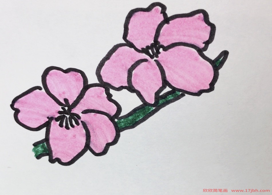樱花树叶简笔画图片